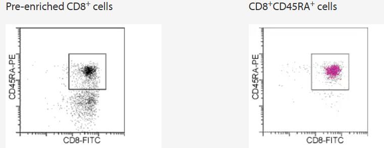 CD8+ cells were enriched from PBMCs by using the CD8 MultiSort Kit. After release of the MultiSort MicroBeads, the cells were magnetically labeled with CD45RA MicroBeads. Naive CD8+CD45RA+ T cells were isolated by positive selection.
